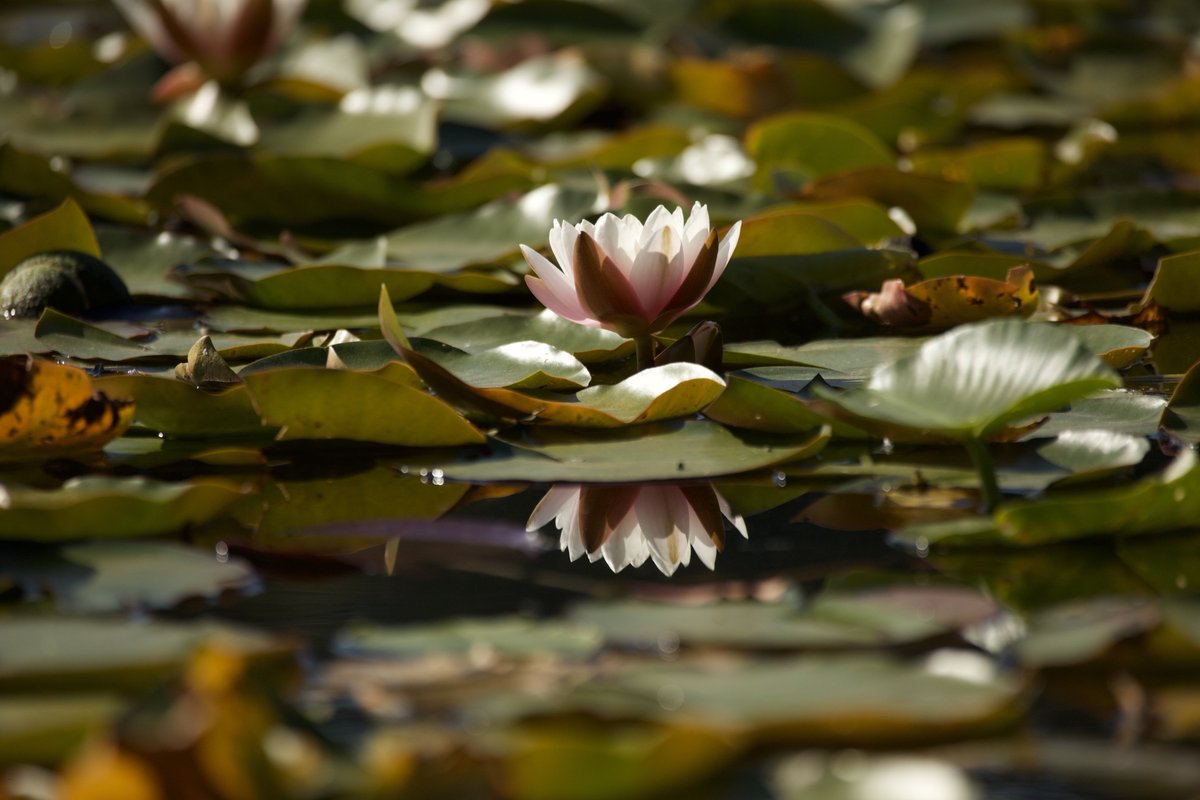 CaseyBroda's tweet image. Love trying to find reflections. 
#ShadowsReflects