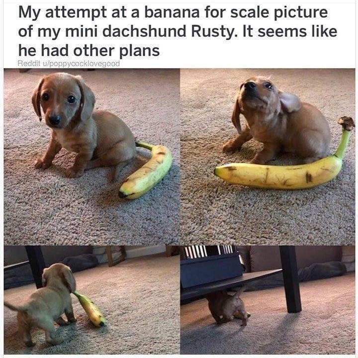 Heckin Good Dogs on Twitter: Heckin Good Dogs on Twitter: