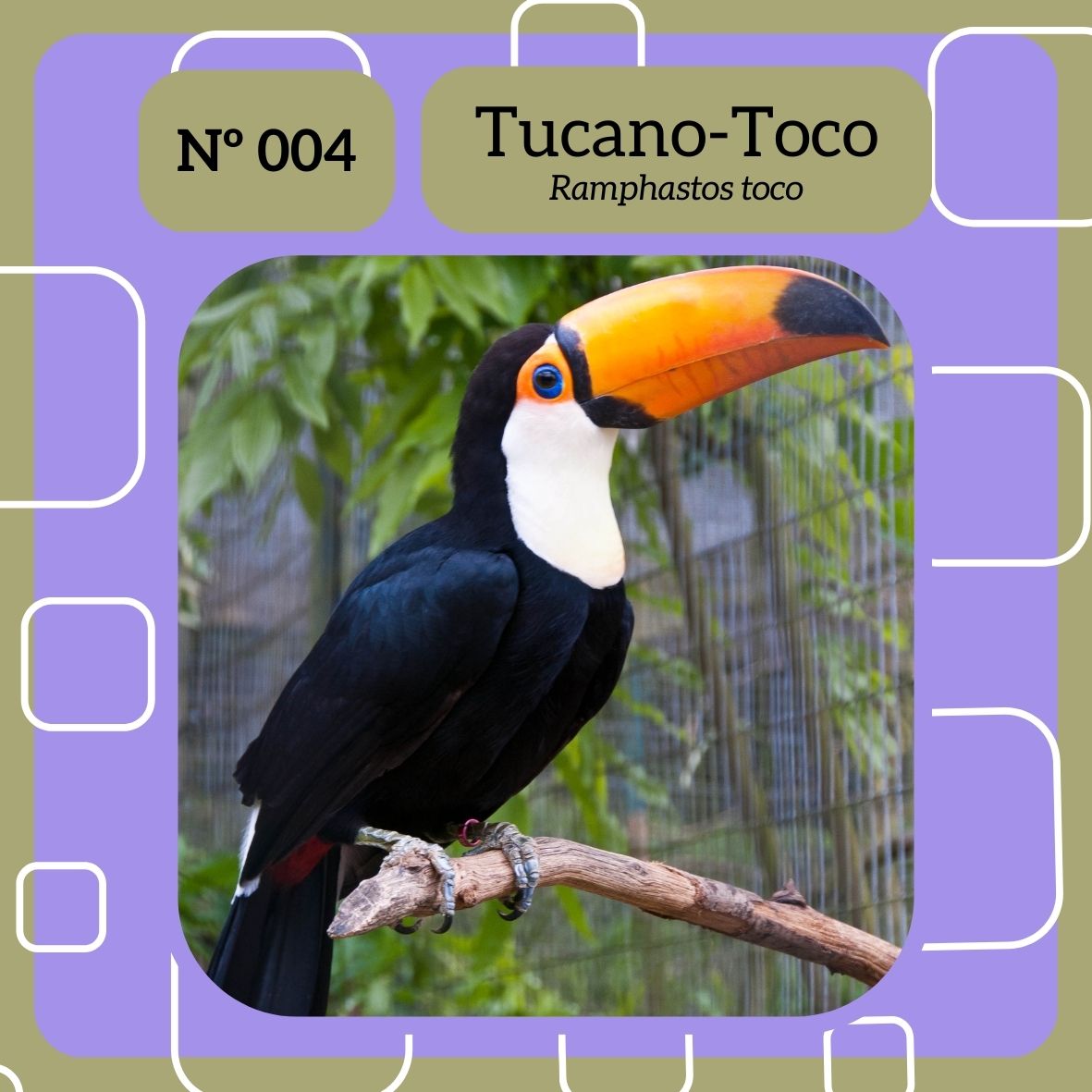 biodex_l's tweet photo. Tucano-Toco (Ramphastos toco)

◾ No universo Pokémon, este organismo seria do tipo: Voador 🔵| Normal🟡

#biologia #natureza #ciencia #bio #meioambiente #ecologia #biodiversidade #zoologia #botanica #animais #biologo #pokemon #anime #Toucannon #alola #animalia #ramphastostoco https://t.co/VJ95k3BiPr