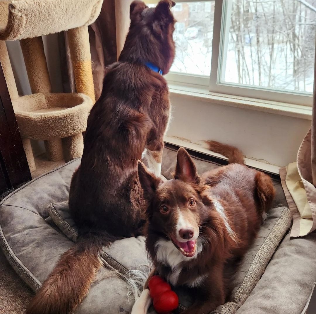 AgilitywAmanda's tweet photo. Hershey &amp; Winnie have two very different thoughts on how to use the dog bed today 🐕

#dogsathome #livingwithdogs #dogbed #dogbedantics #cutedogs #browndogs #dogantics #doglovers https://t.co/zyudk8pFWK