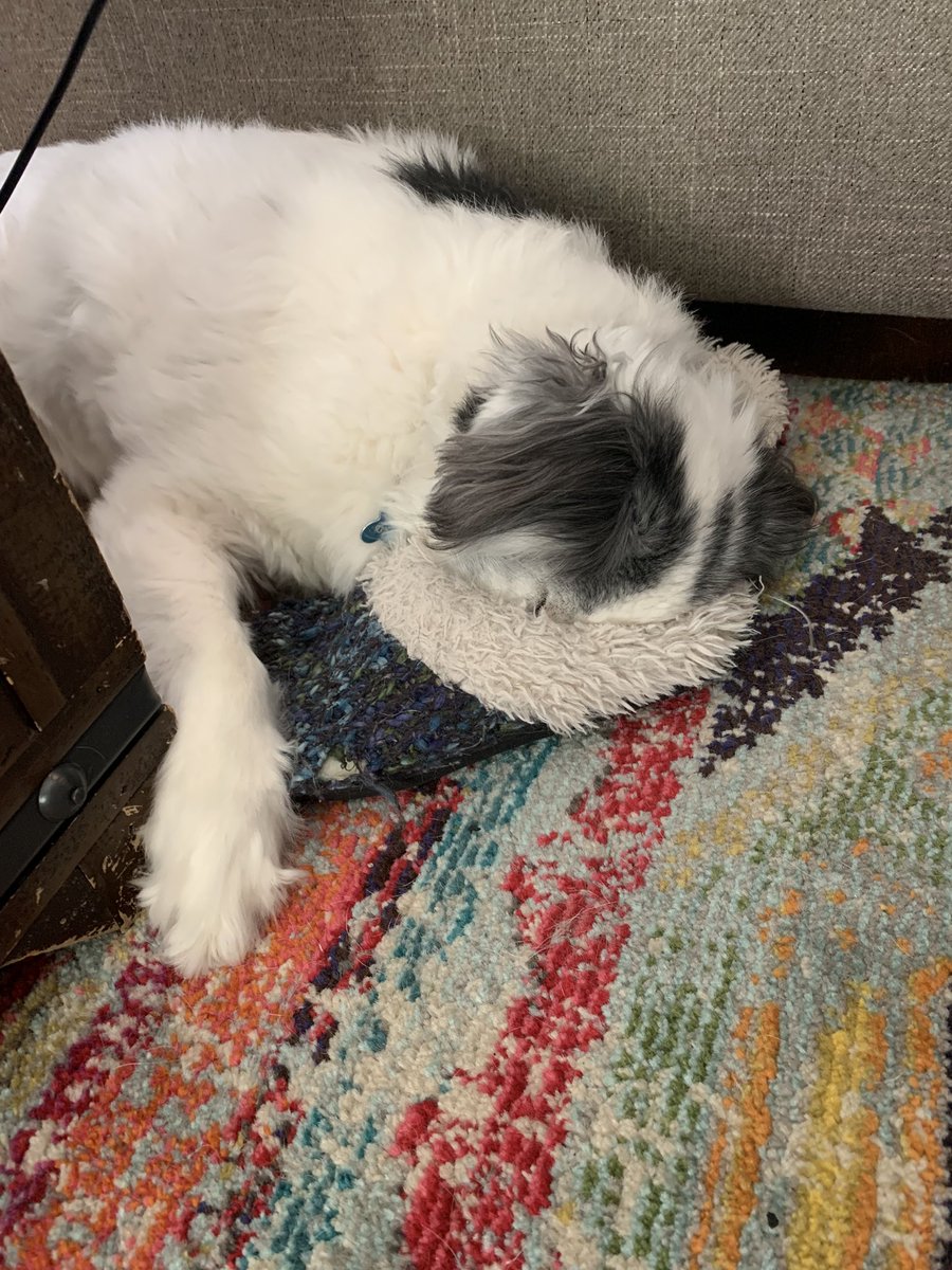 Why put your head in the sand, when you can put your head in a slipper? 
He’s been in there for awhile now. 🤣