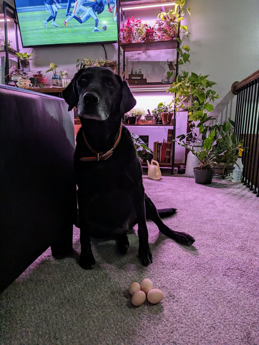 rainbasin's tweet photo. #LabradorousRex helps me get eggs every day. She's also good at herding the girls into their coop. https://t.co/5lNP1etHua