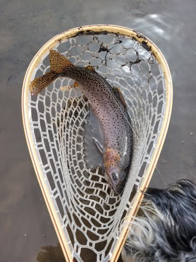 anglerretreat22's tweet photo. Green River - Dutch John, Utah - Trout on the dry fly - Small but fighters #fishinglife #fishingaddict #flyfishing #trout #ArgentinaVsFrance #utahfishing #fish #fishonthefly #ETH #KKKate https://t.co/V6EiYXlhkf