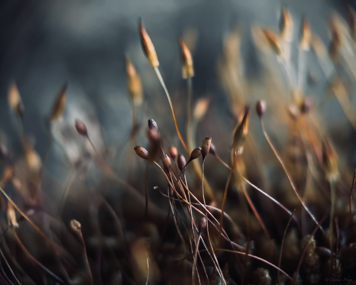 The sporophyte of magnificent leafy moss. I’ve seen it a lot, but still got its charm.

#nature #outdoors #photography  #travel #newzealand #phonephotography #forest #shotonmoment #flower #moss #magnificentmoss #closeup #macrophotography #plant #garden #naturelovers #raw_macro