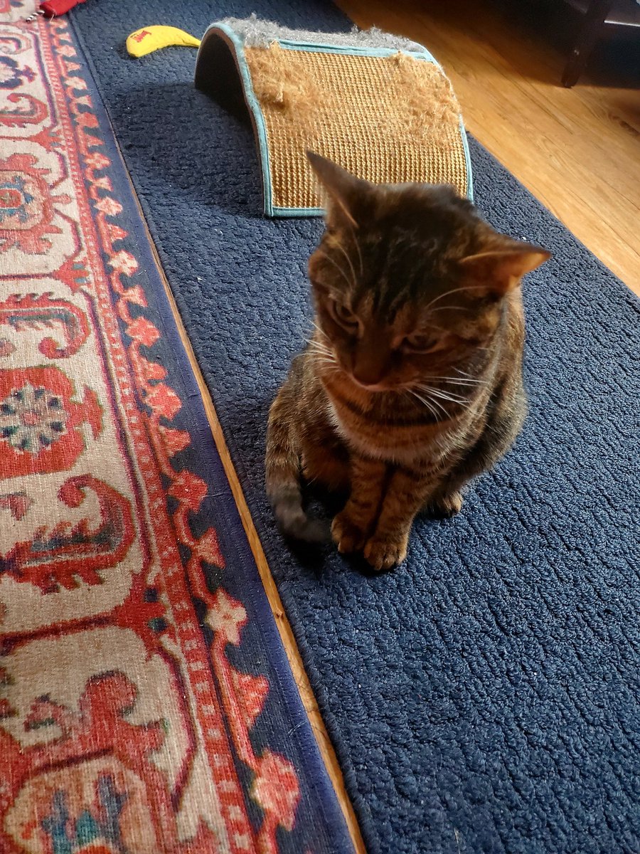 Rachel on Twitter "Pouting because I carried the new chewy autoship