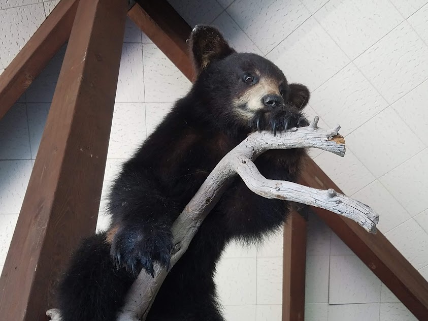 billeecox's tweet image. Here's a cub that moved just a little #tooslow still #almostlifelike