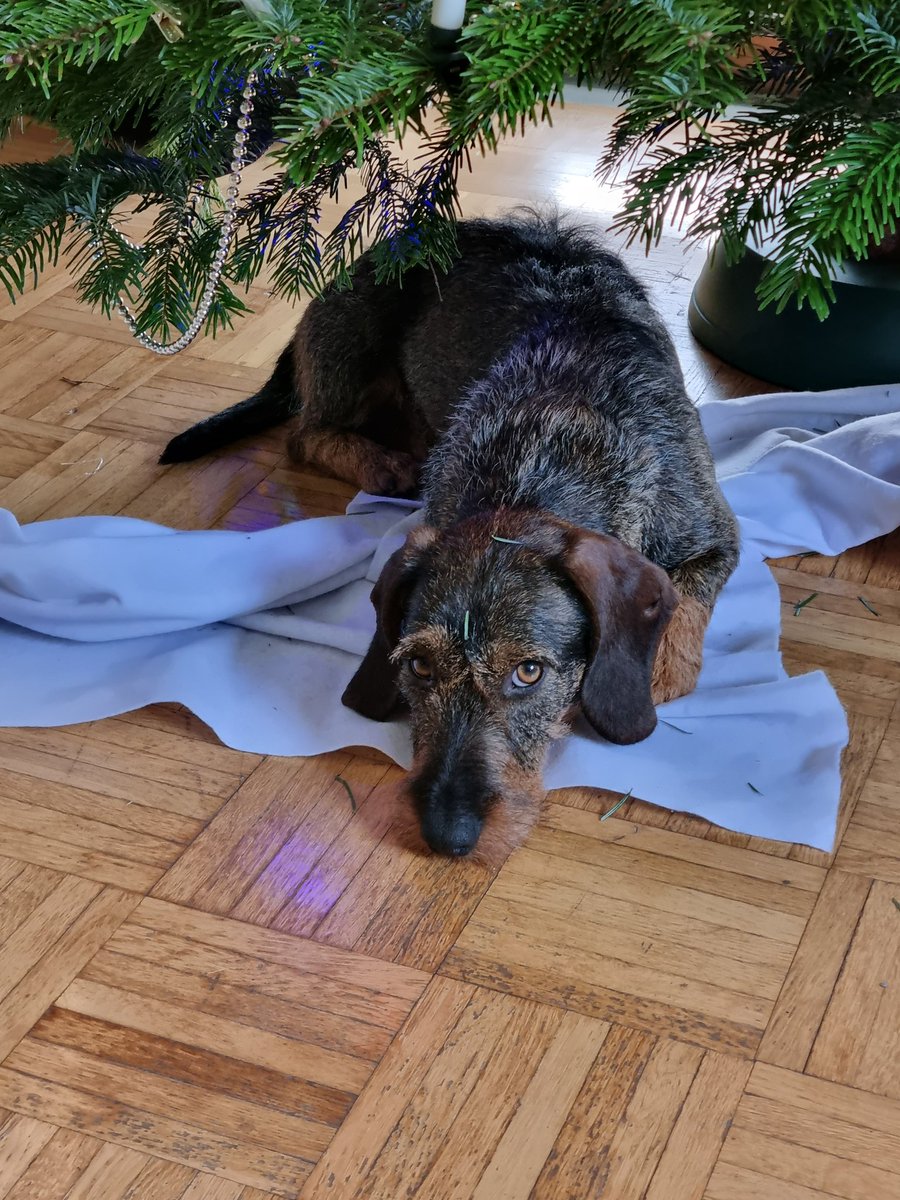 Große Rauhaardackel-Liebe 💜
Vor 3 Monaten ging unser 15 ½ J. alte #Dackel über die 🌈brücke (Bild 1), seit 1 ½ Wochen bereichert ein neuer Dackel aus dem Tierschutz unser Leben (Bild 2+3). 💜
Und sie sind so verschieden und doch so gleich. 💜💜💜