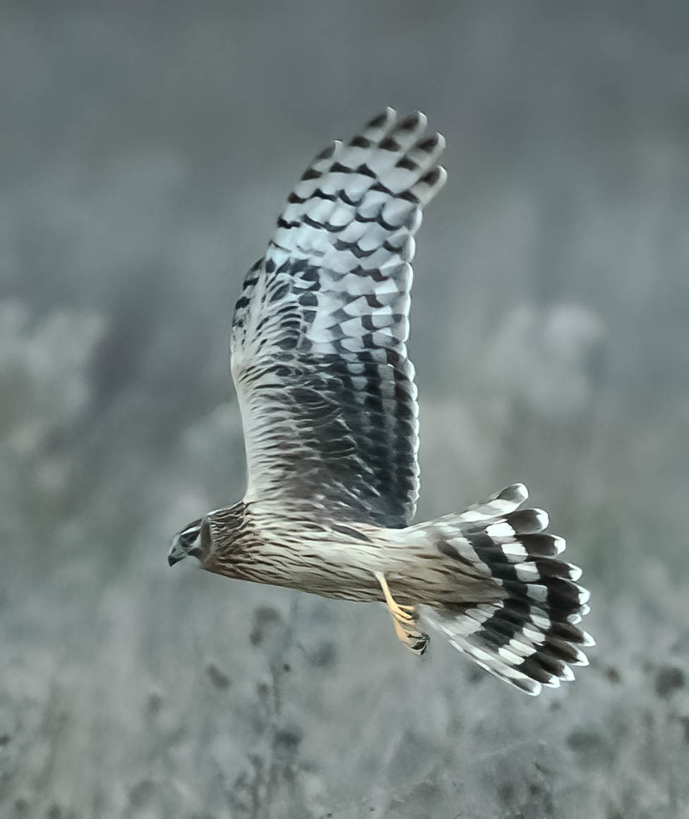 Beauty that we have been graced with lately,Ring tailed Hen  Harrier