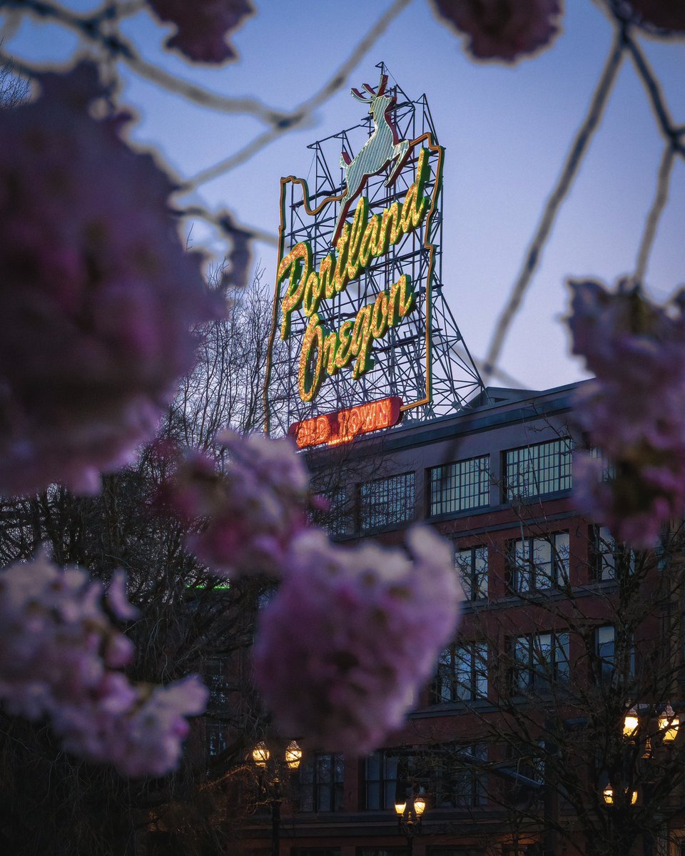 NickImberyPhoto's tweet photo. Spring cherry blossoms at the Portland waterfront. #Portland #Oregon #Cherryblossom https://t.co/E6k5pCkz2q