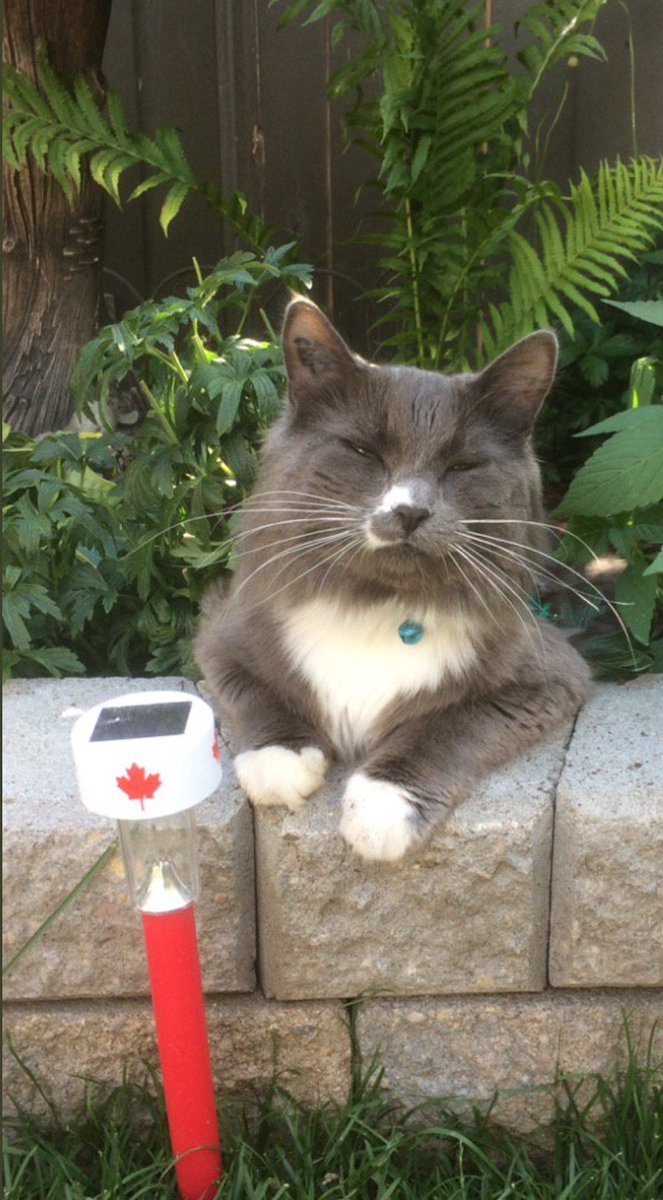 DatsunBlues's tweet image. #Caturday #MagicCat #CanuckCat #Merlin #CatsOfTwitter