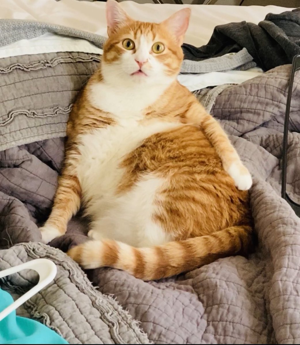 twillight23's tweet photo. #caturday #CatsOfTwitter #cats Leona https://t.co/y1dpHZGcOb