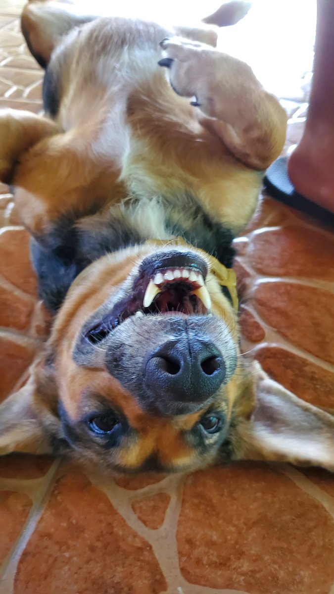 MoonestM's tweet photo. I'll see you on the other side, good girl. 🥺 https://t.co/MeFn1SMRv8