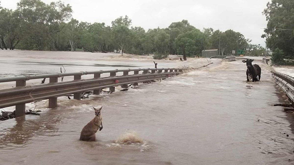 We share this planet. #AnimalRights

Can't imagine how terrified they are 😔
'Animals shelter from flood water in #FitzroyCrossing, in the Kimberley area of Western #Australia'
Hoping someone helped this cow & kangaroo💔

#ClimateCrisis

📷Andrea Myers /Facebook / Guardian