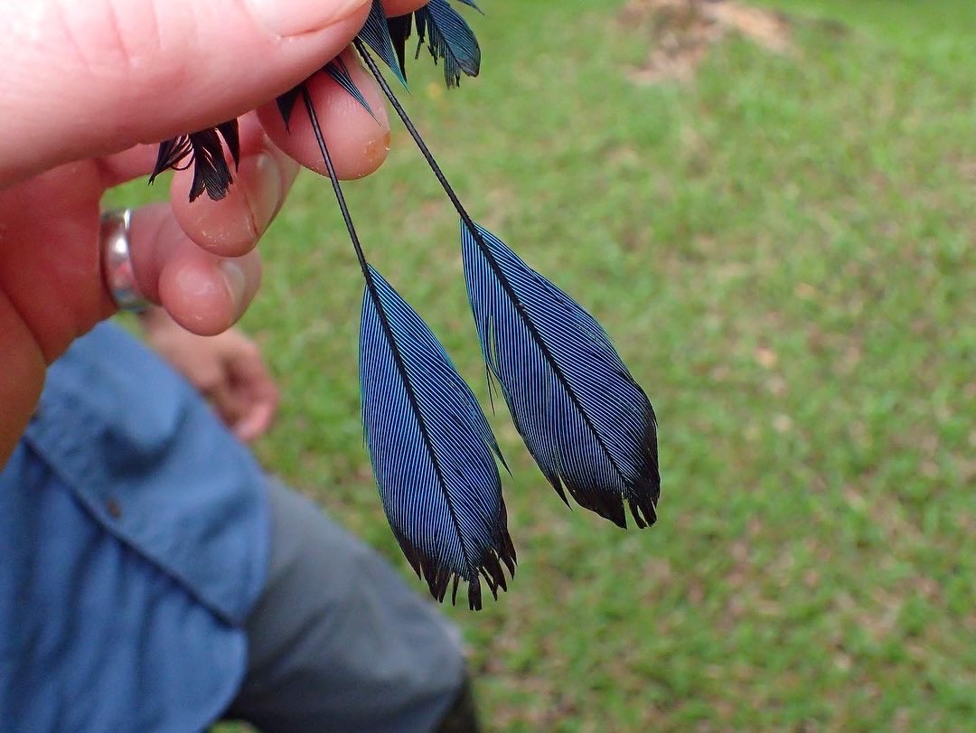 Jaime A. Botet Rodríguez tweet media