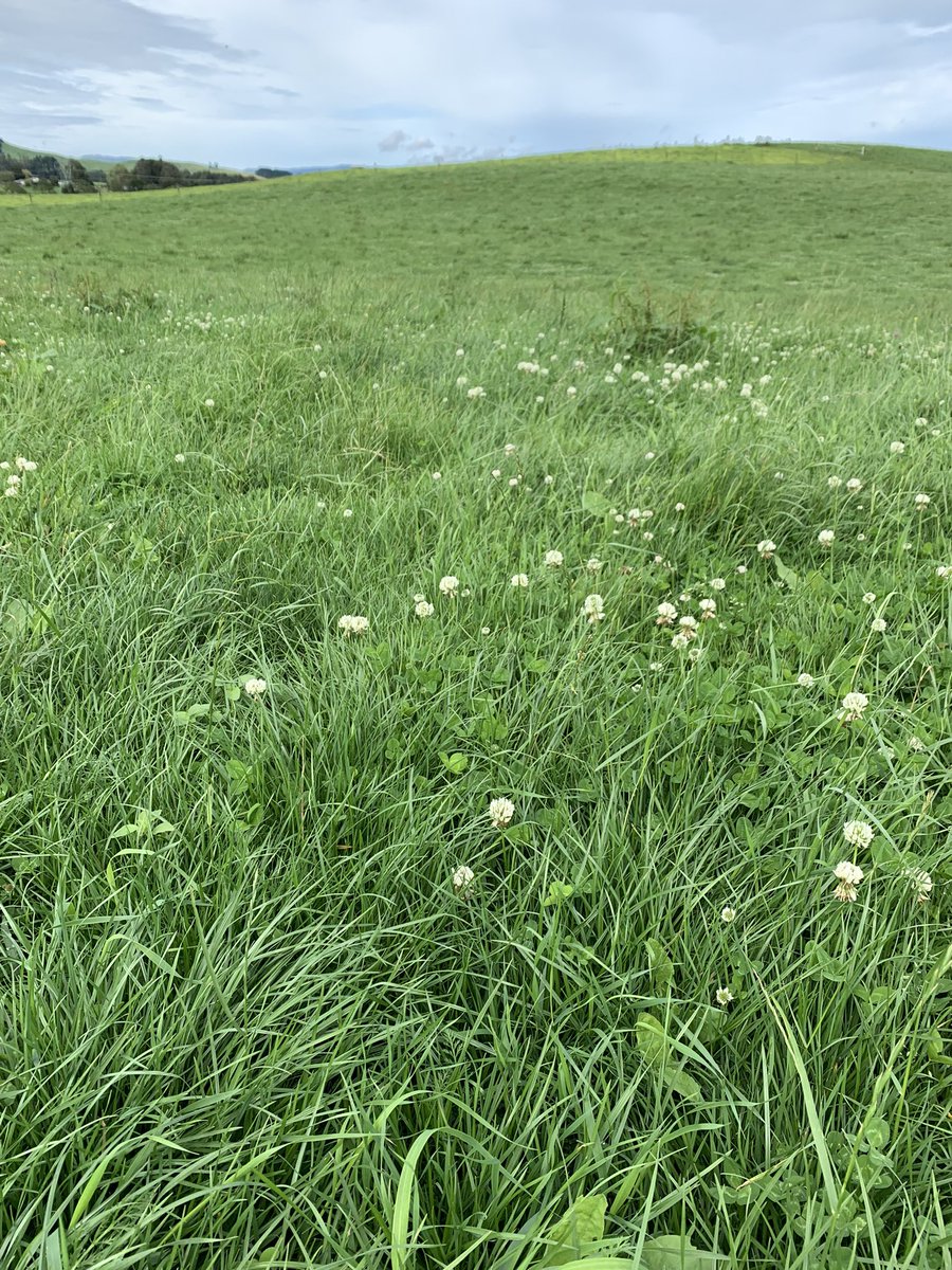 Easy to see why Waikato cows are producing so well! Grass everywhere, and cows in good condition! January milk production on track to exceed last years figures at this point in time!