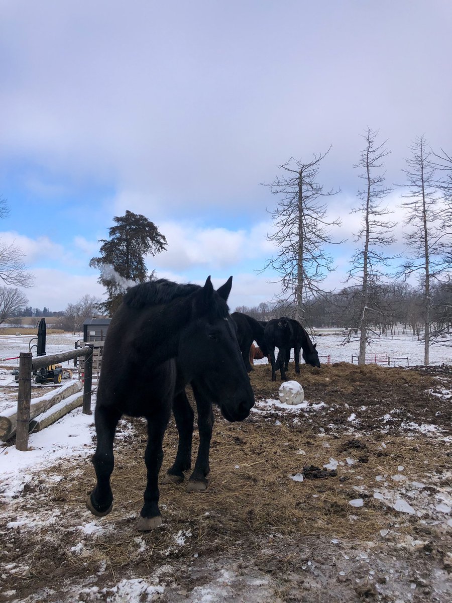 NoahSabich's tweet photo. Draft horse lessons went really well with the Percherons. I give myself a B+ for driving them today. Good lord they’re big and strong. #DraftHorses #Wisconsin #Horses #Percherons https://t.co/1RaF63pswV