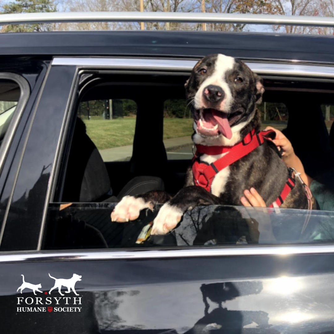 ForsythHumane's tweet photo. Transporting an animal to a rescue or transport partner means freedom for many of our animals in need. Email transport@forsythhumane.org for more information​​​​​​​ on how to transport animals in need.​​​​​
#SaveFursyth #adopt #volunteer #donate #dogsofins https://t.co/uJn1GDdZPl