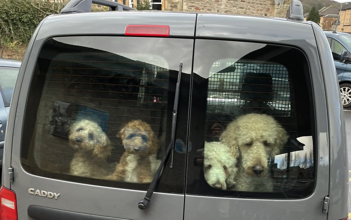 Was supposed to be in France skiing this weekend but instead find myself taken pics of cute dogs in vans in Scotland. #dogs #Labradoodles