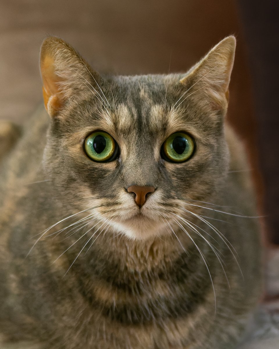 Marko Bogdanović tweet media