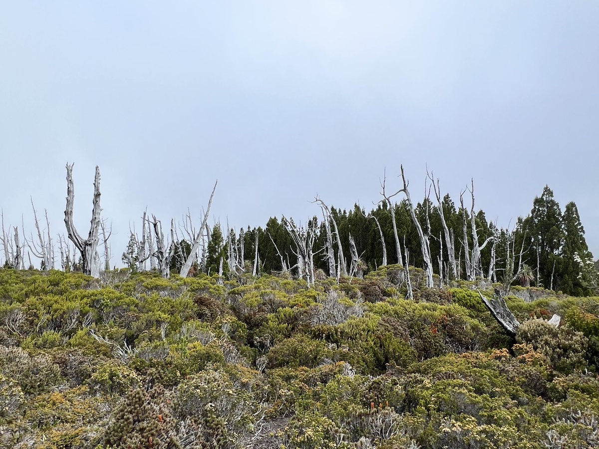 ocelotte's tweet photo. Walk up #MtKate with iconic #CradleMountain in the background. https://t.co/pjgOiHV3kW