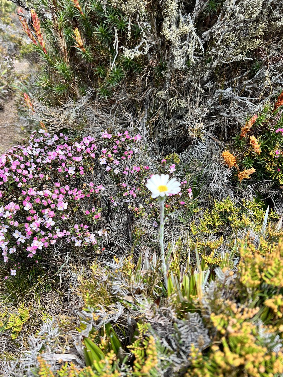ocelotte's tweet photo. Walk up #MtKate with iconic #CradleMountain in the background. https://t.co/pjgOiHV3kW
