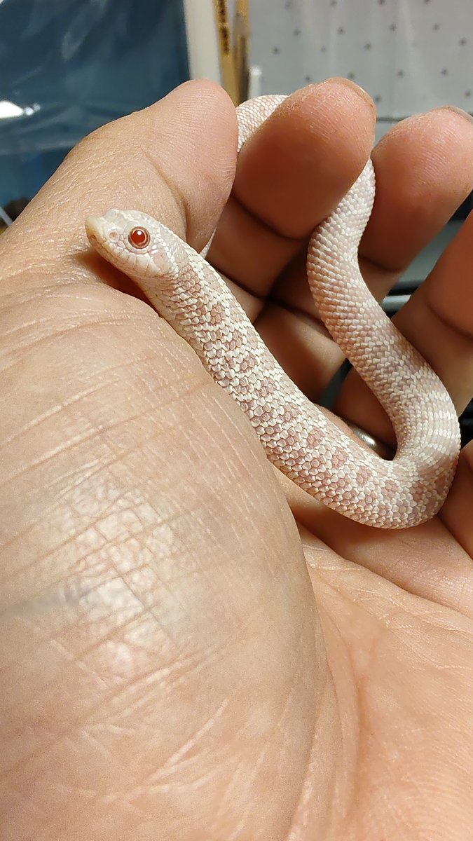 yzf600r's tweet image. ｵﾊﾖｳｺﾞｻﾞｲﾏｽ！#セイブシシバナヘビ #シシバナヘビは良いぞ #hognose #SnakesAreGood