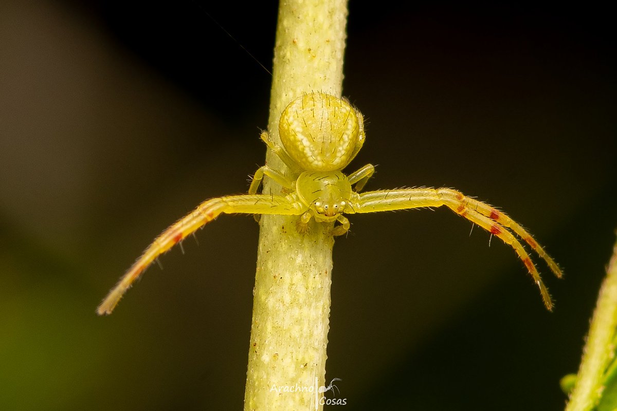 SembrandoLZ's tweet photo. @Arachno_Cosas Elijo a la araña cangrejo del #AracnOctubre porque es una de las especies más frecuentes en nuestro huerto y porque no deja de sorprendernos su mimetismo. #arañas #Thomisus https://t.co/INpPQNazjw