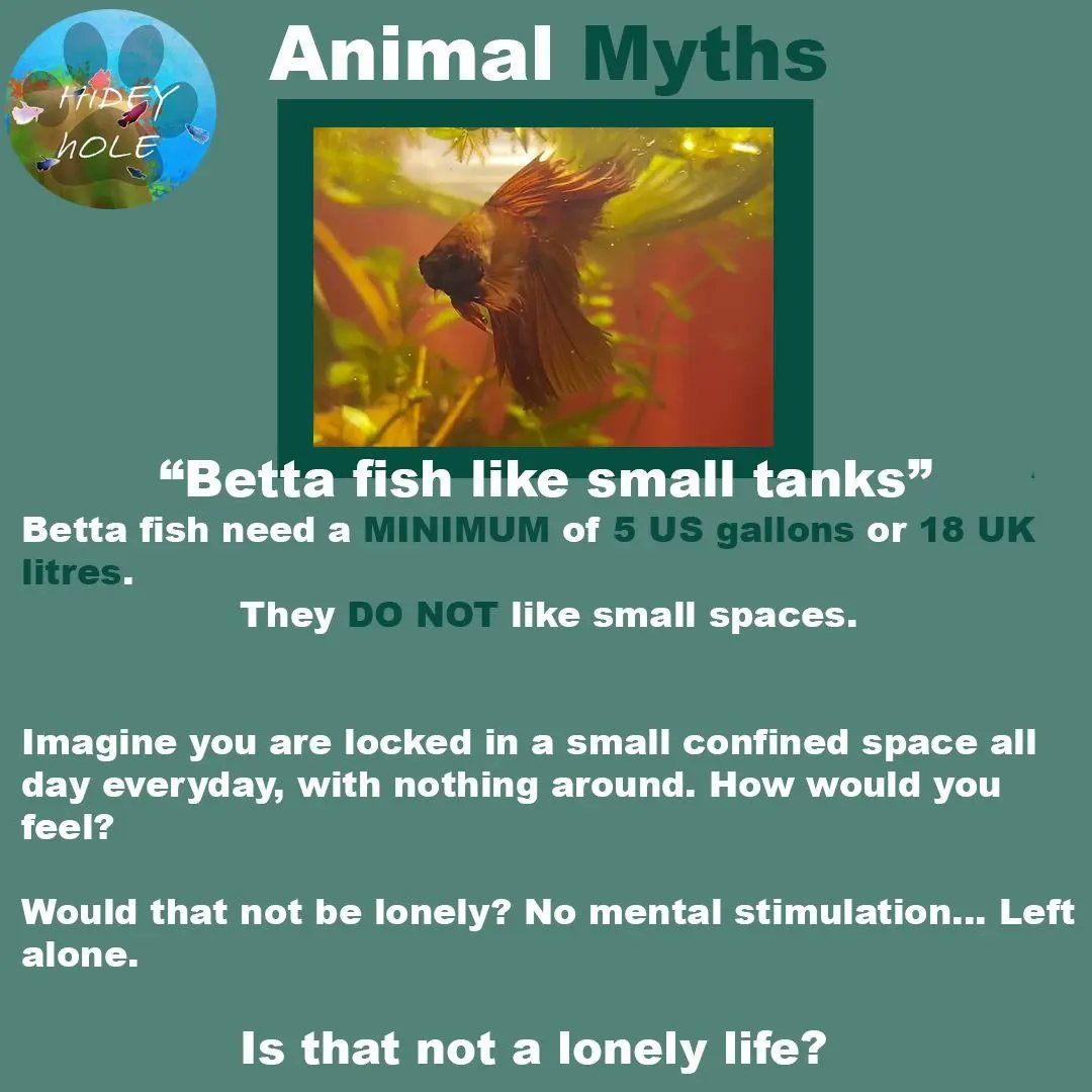 Animal myths 'betta fish like small tanks'

#bettas #bettafish #bettafishcare #bettafishtank #bettacommunity #betta #fishcontent #fishtank #fishkeeper #fishcare #animals #english