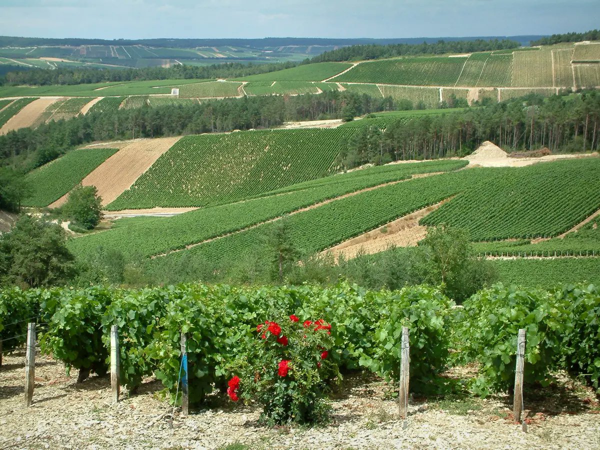 GabrielDurandRN's tweet photo. 🏛️ #circo1001 (#Aube)
La #CoteDesBar est la principale région productrice de #champagne du département. La #RouteTouristiqueDuChampagne, qui passe par des caves labellisées, permet à la fois de découvrir le patrimoine viticole de #Champagne et de beaux paysages de vignes. https://t.co/OeBcGdxCg1