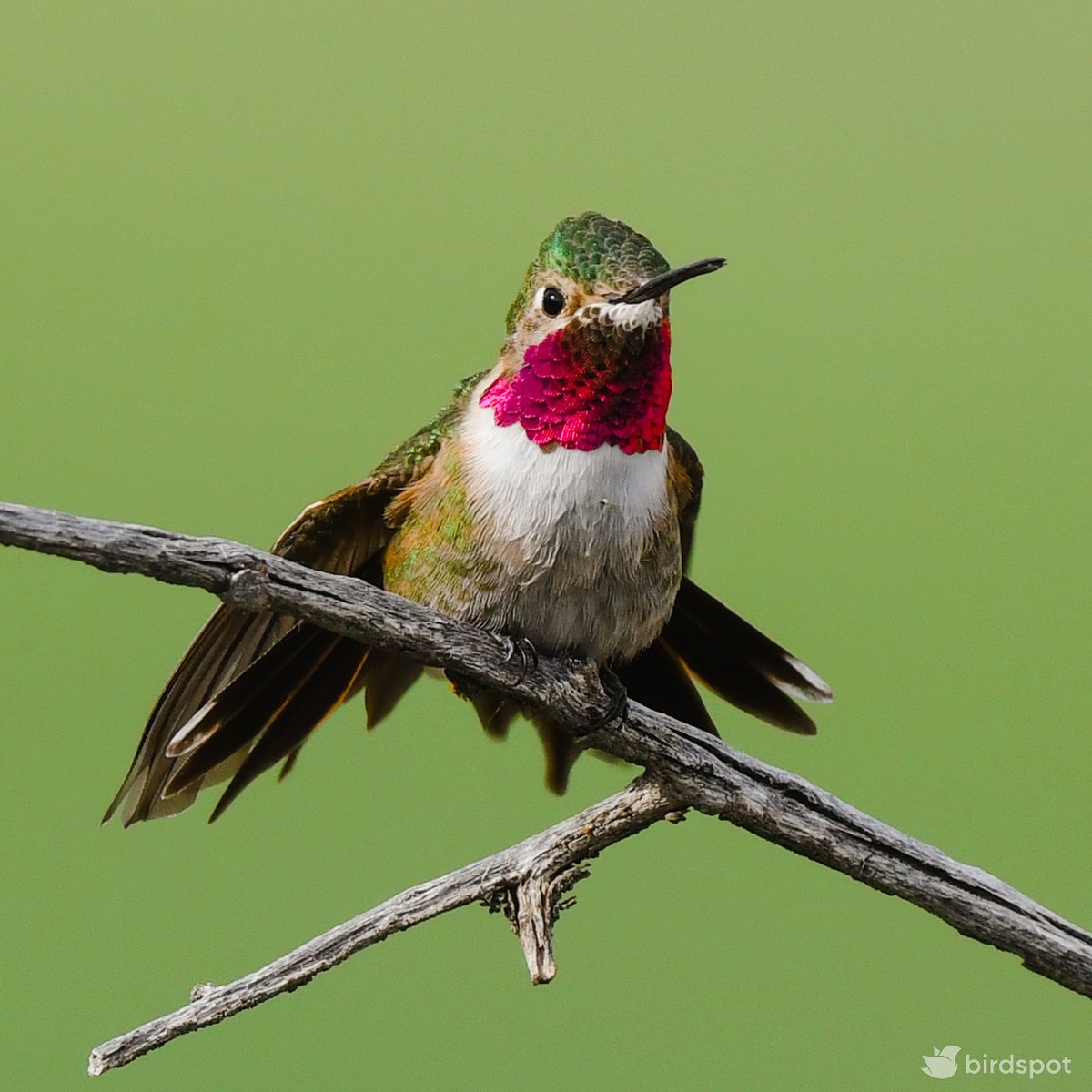 One-click edit using the 'hummingbird 5' birdpack™ preset. Improve your bird photos today with birdpack™ by birdspot.com

#bird #birds #birding #nature #ilikebirds #birdspot #birdpack #hellobirdspot