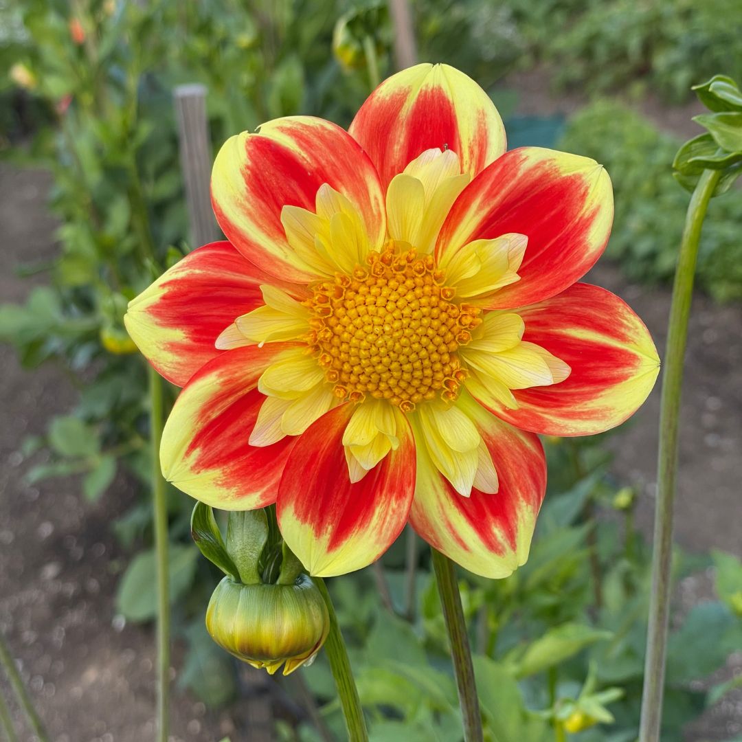 New for 2023: Dahlia Pooh. Few dahlias have more personality than this cheery red and yellow collarette. Pooh holds its large, daisy-like flowers high on long, wiry stems. The plants are tall and amazingly productive, blooming early and going strong right to frost.