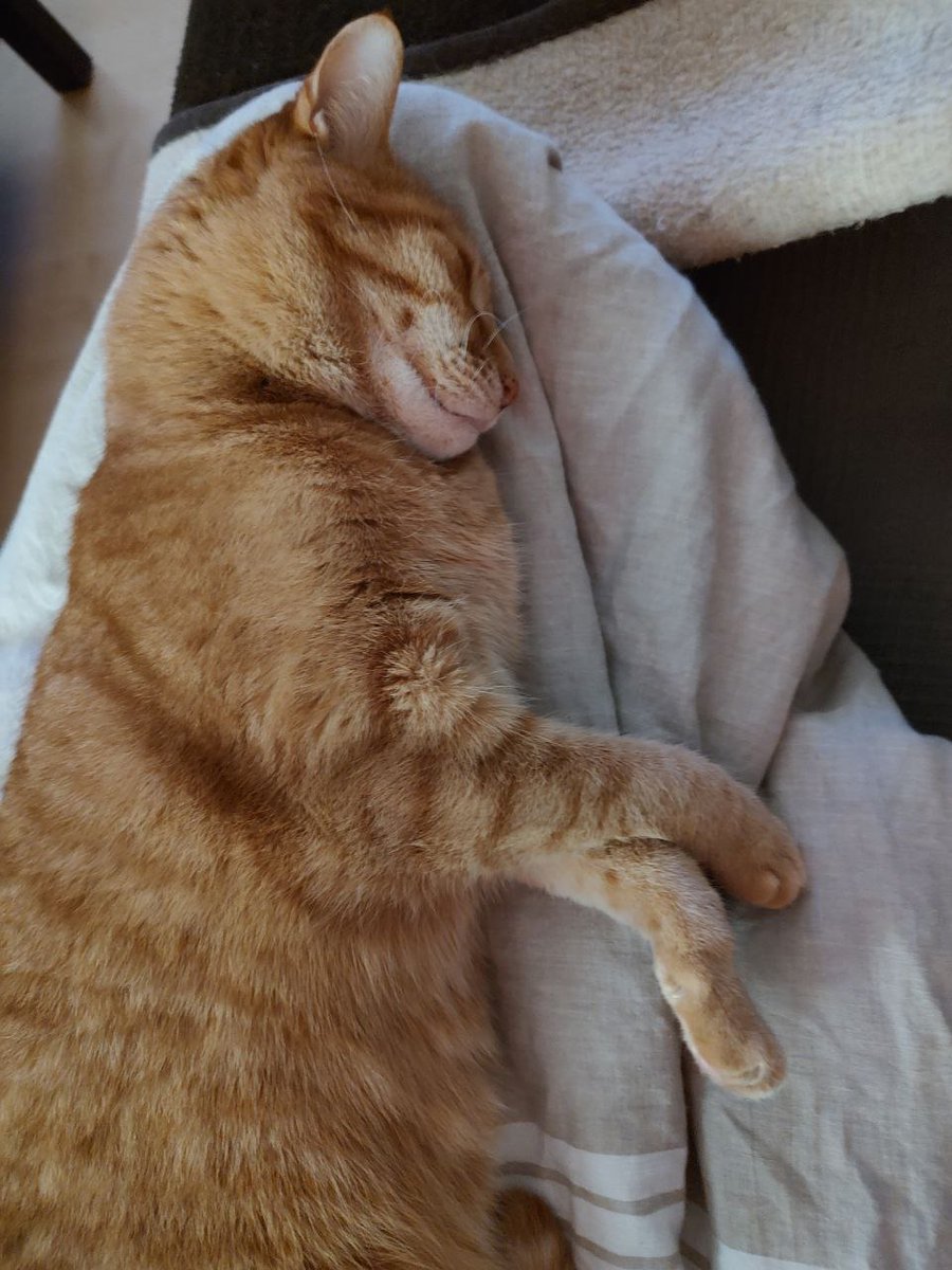 GeologistsCat's tweet image. Today this 3 #cats made of #soapstone moved in. On the #MohsScale this #mineral/#rock has a hardness of 1 like #talc. Soapstone is mostly made of #metamorphic talc so this is no surprise. No surprise is also that my fur is even softer😸
#CatsOfTwitter #geology