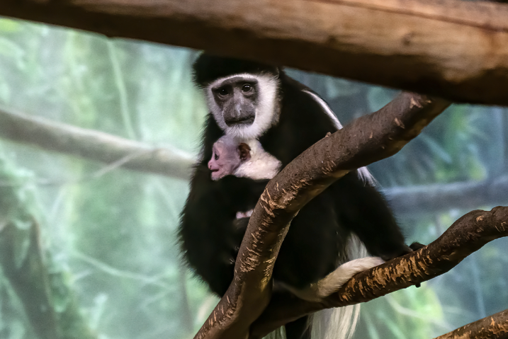Lincoln Park Zoo tweet media