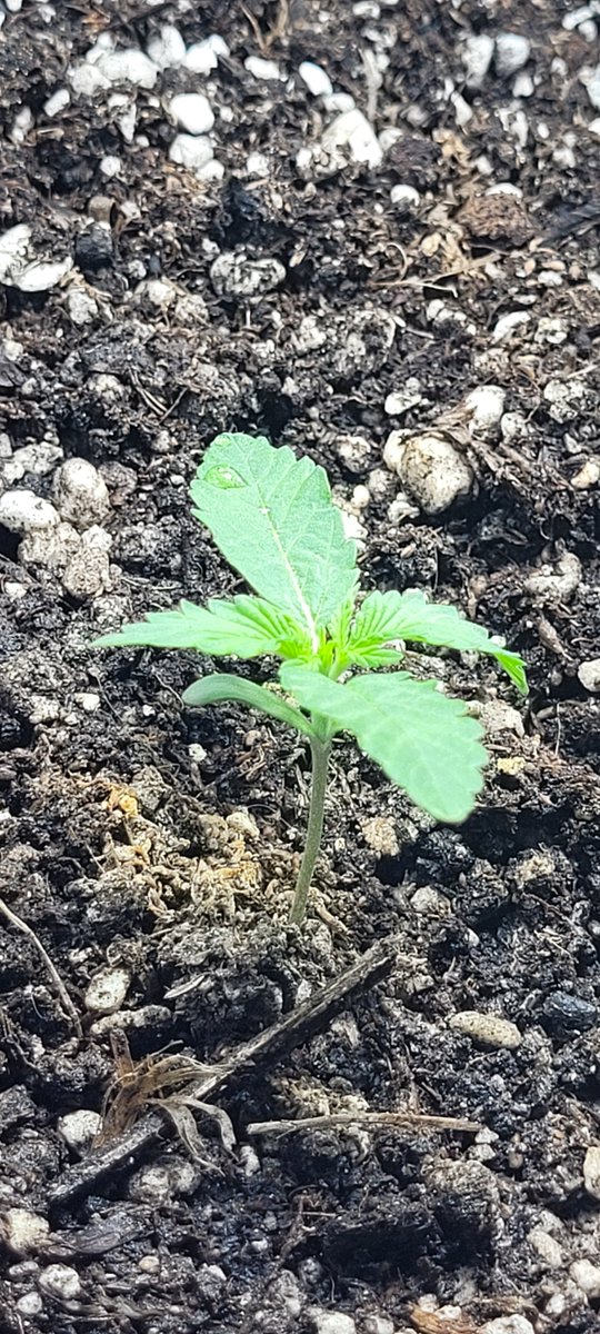 Dulcerelimon's tweet photo. -¿que tal esta tu vida?
-bien! Tengo una planta https://t.co/jptwZB9TiE