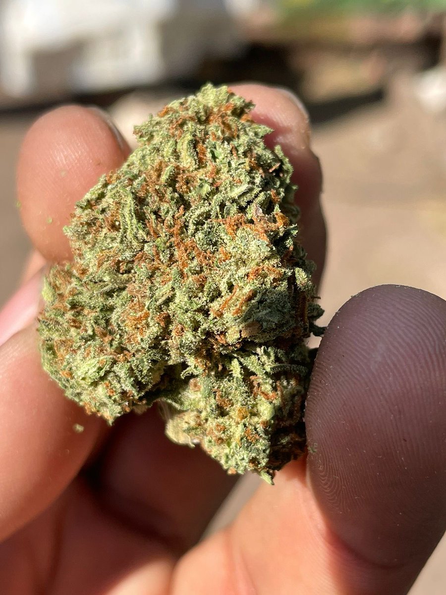 extreme_high420's tweet photo. Mandanos whats 2227579622 y pide tus onzas de regalo 🎁 https://t.co/Lh3lvH1WFI