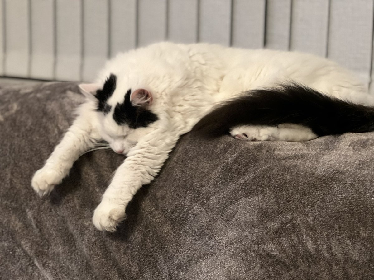 ConsettCats's tweet photo. Harry has had a really busy day today chasing the 🔴 Now he is sleeping it off. #rescuecat #consettcatrescue #adoptdontshop https://t.co/wCbAl7WjxM