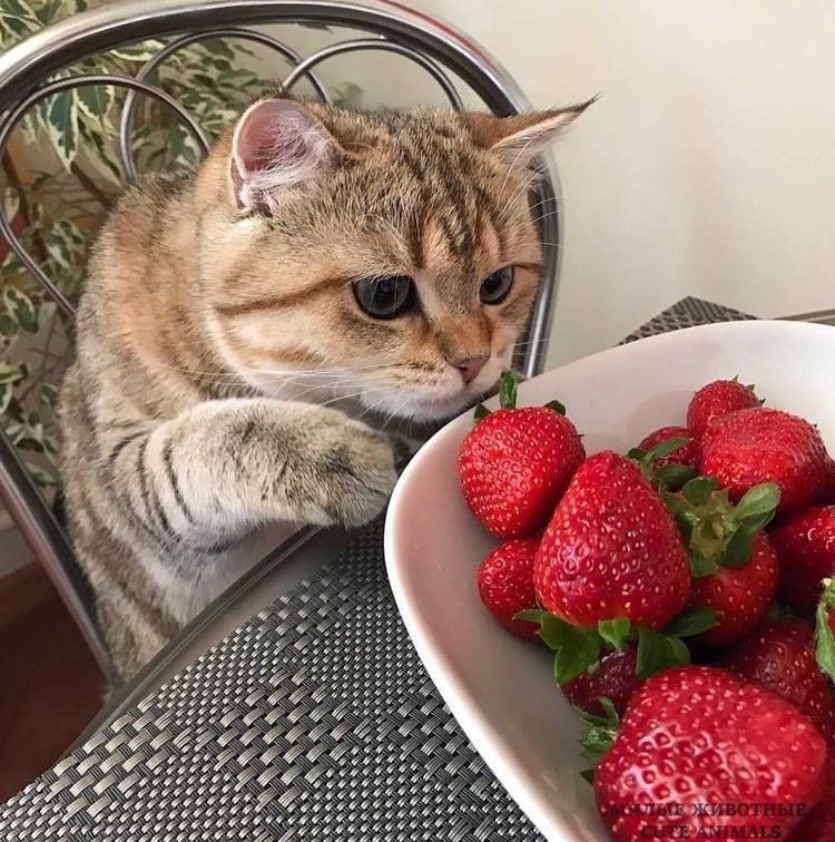 sanrio daily on Twitter "RT mewdaiIy cats stealing strawberries"