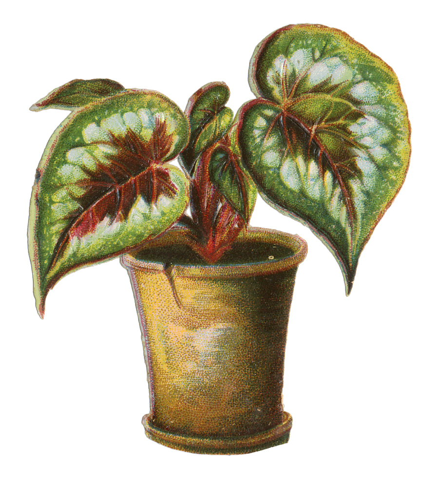 Give your houseplants a fresh start <a href="/UMNExt/">U of MN Extension</a> bit.ly/3IxDxr6