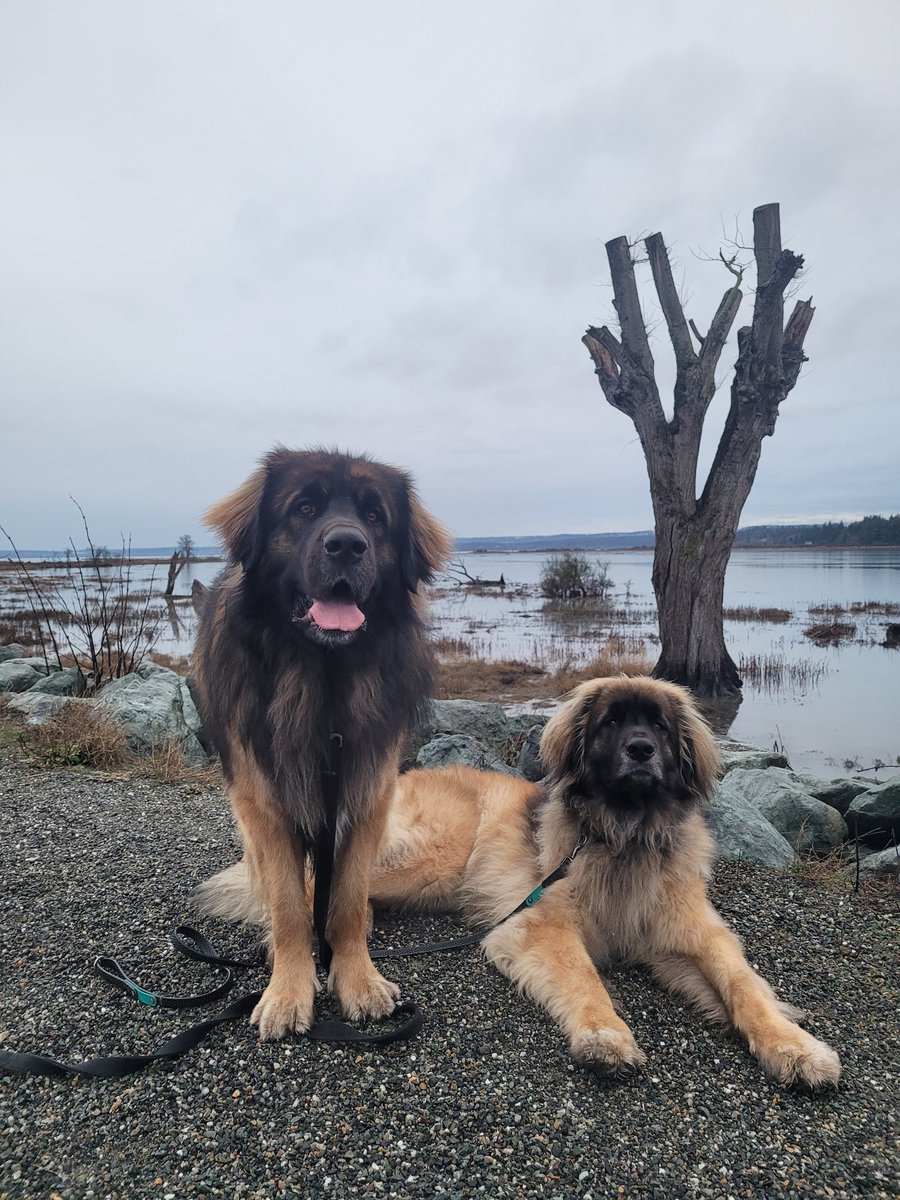 Me and my brother. #dogsoftwitter #leonbergers #pnw