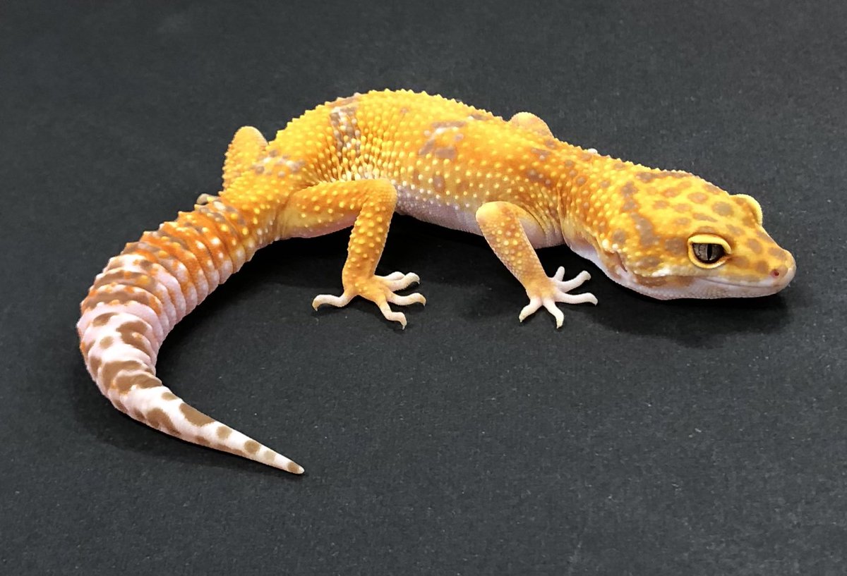 ジェロスノープディングのレシピ