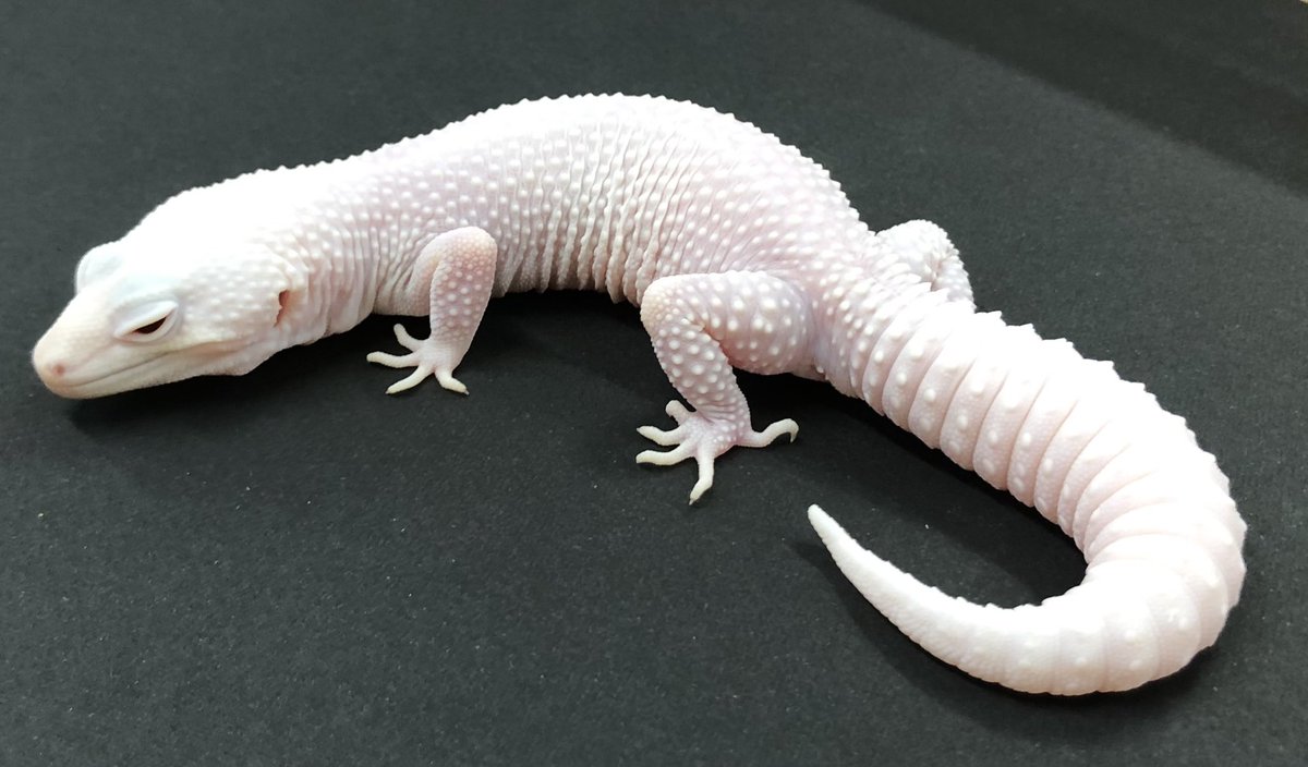 ジェロスノープディングのレシピ