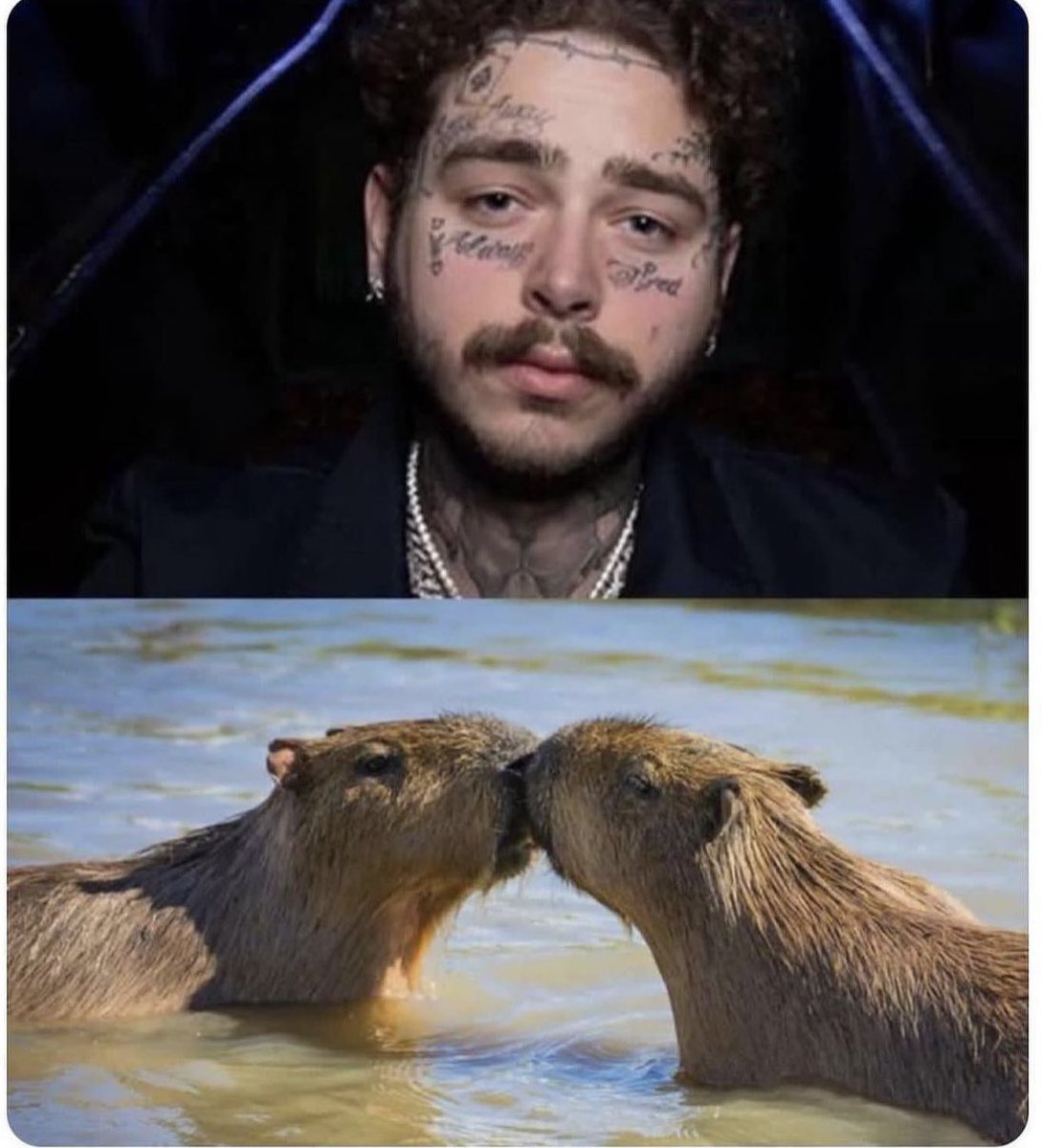 victorbhing's tweet image. Bigode do post Malone parece ate duas capivara se beijando..🤣🤣 #postmalone #moustache #lol #funny