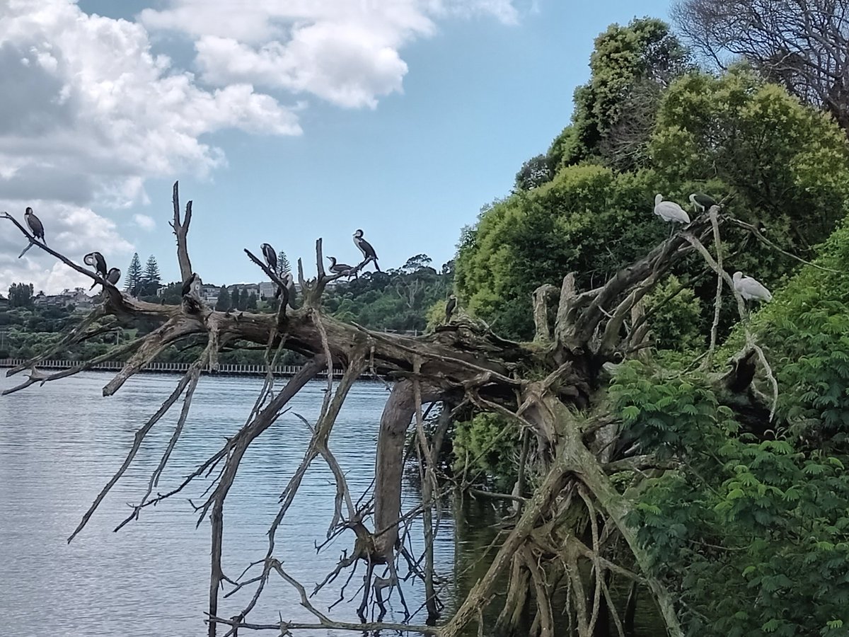 bookrach's tweet photo. Walked around Orakei basin this afternoon and Ms17 was in birdwatching heaven - tui, piwakawaka, chaffinches, swallows, herons, shags, and a pair of spoonbills. Love Auckland so much ♥ https://t.co/y1LMe8QmJz