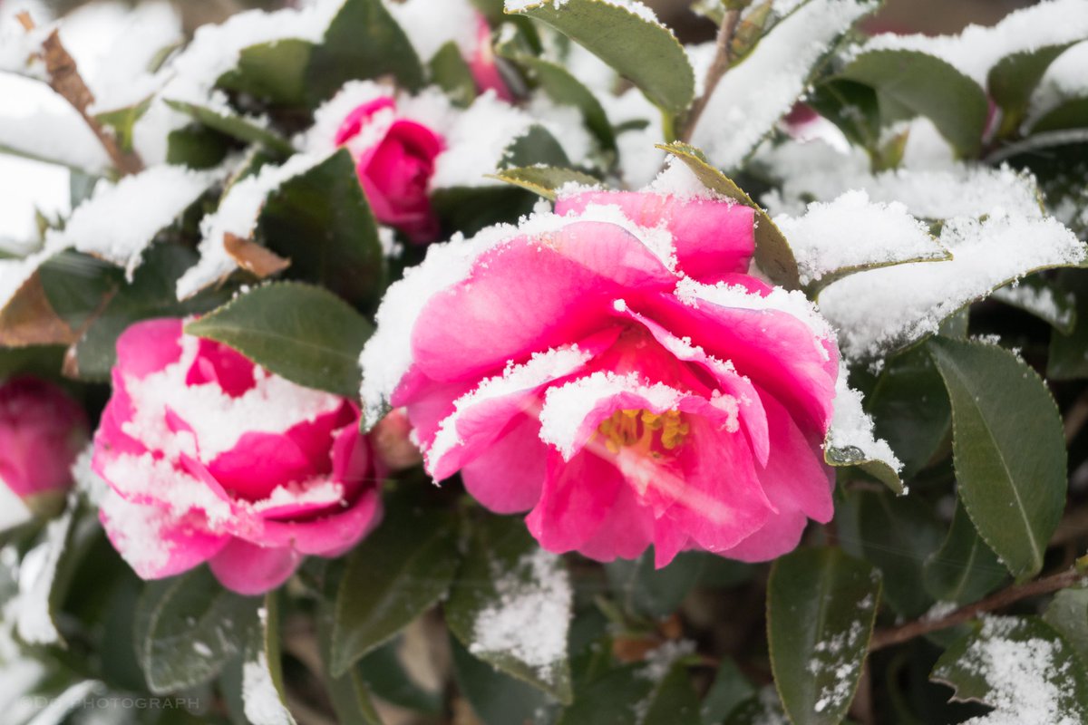 Smurf_1105's tweet photo. ある雪の日☃️

#nikonz30 https://t.co/ooqO8fljWN