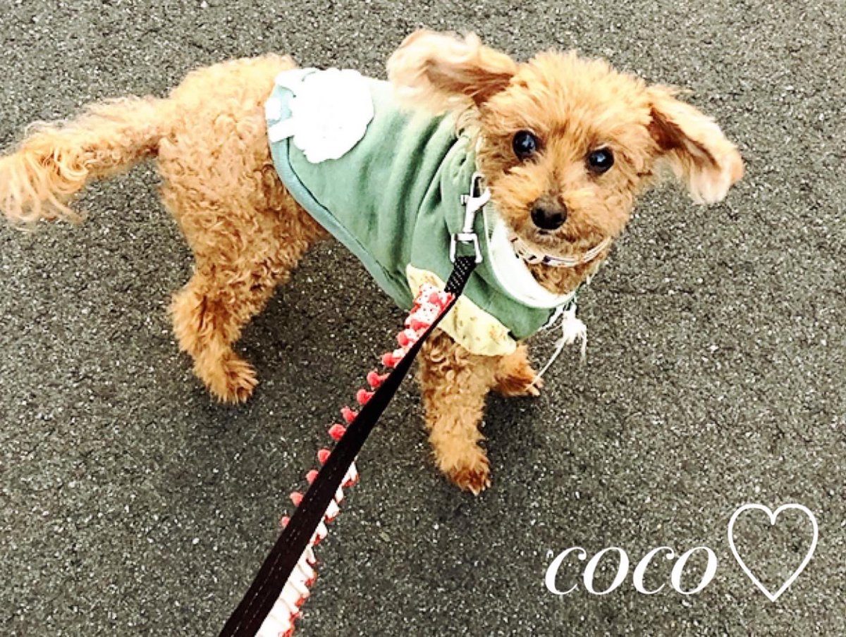 Y2m2f3's tweet photo. 1月5日
イチゴの日cocoちゃんは旅立ちました
17年間どうもありがとう
cocoちゃん大好きだよ
虹の橋を渡ってお友達とたくさん遊んでね！
#トイプードル　#男の子　#旅立ち
#頑張ったね　#強い子　#ありがとう https://t.co/jGV2aGUn8K