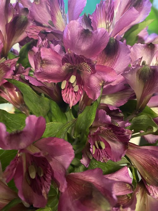 Bought some flowers because why not. I saw a cute woman while out and about today and I actually had