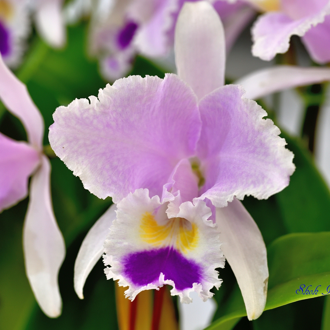 翔 on Twitter "C. trianae 'Sladen' 2/2 カトレア Cattleya(C.) サンシャインらん展 蘭