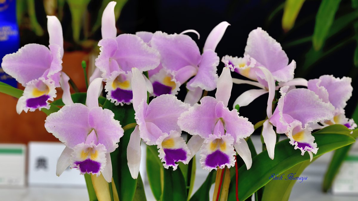 翔 on Twitter "C. trianae 'Sladen' 2/2 カトレア Cattleya(C.) サンシャインらん展 蘭