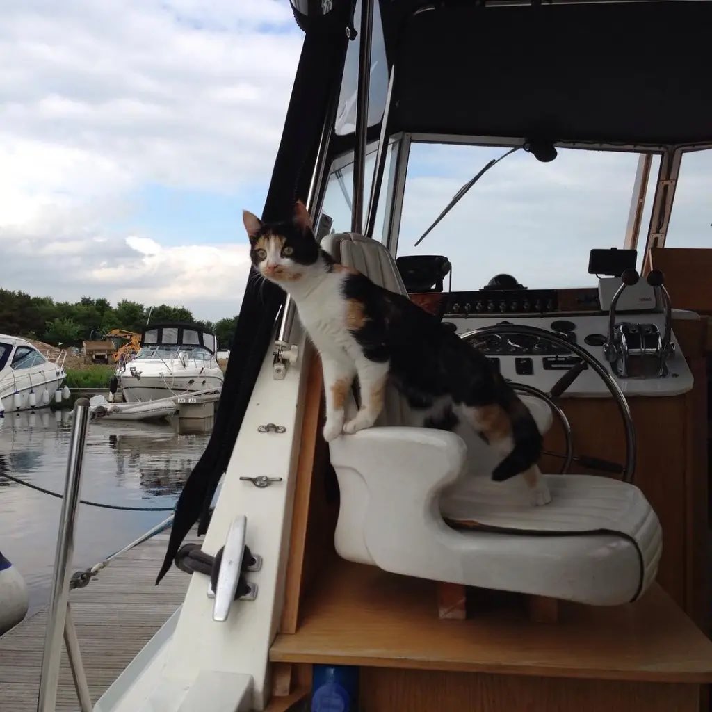 sanrio daily on Twitter "RT mewdaiIy cats sailing boats (real)"