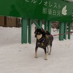 黒柴マロ ガジガジ君のツイート画像